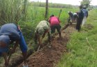 Babinsa Koramil 13 Bendo Dampingi Petani Pengerjaan Oplah Di Sawah Desa Binaan