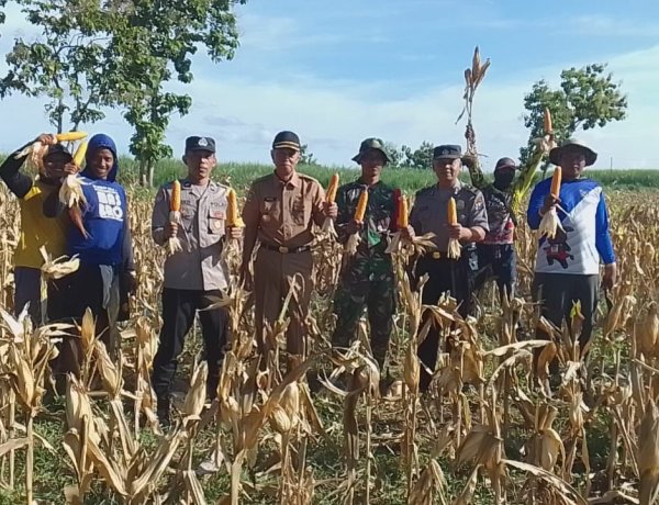 Babinsa Koramil 0804/13 Bendo Bersinergi Dengan Polsek Dampingi Petani Panen Jagung milik Bumdes Cahaya Lestari   